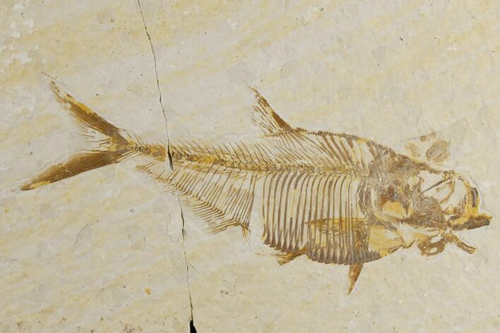 Bargain, Fossil Fish (Diplomystus) - Wyoming #183183